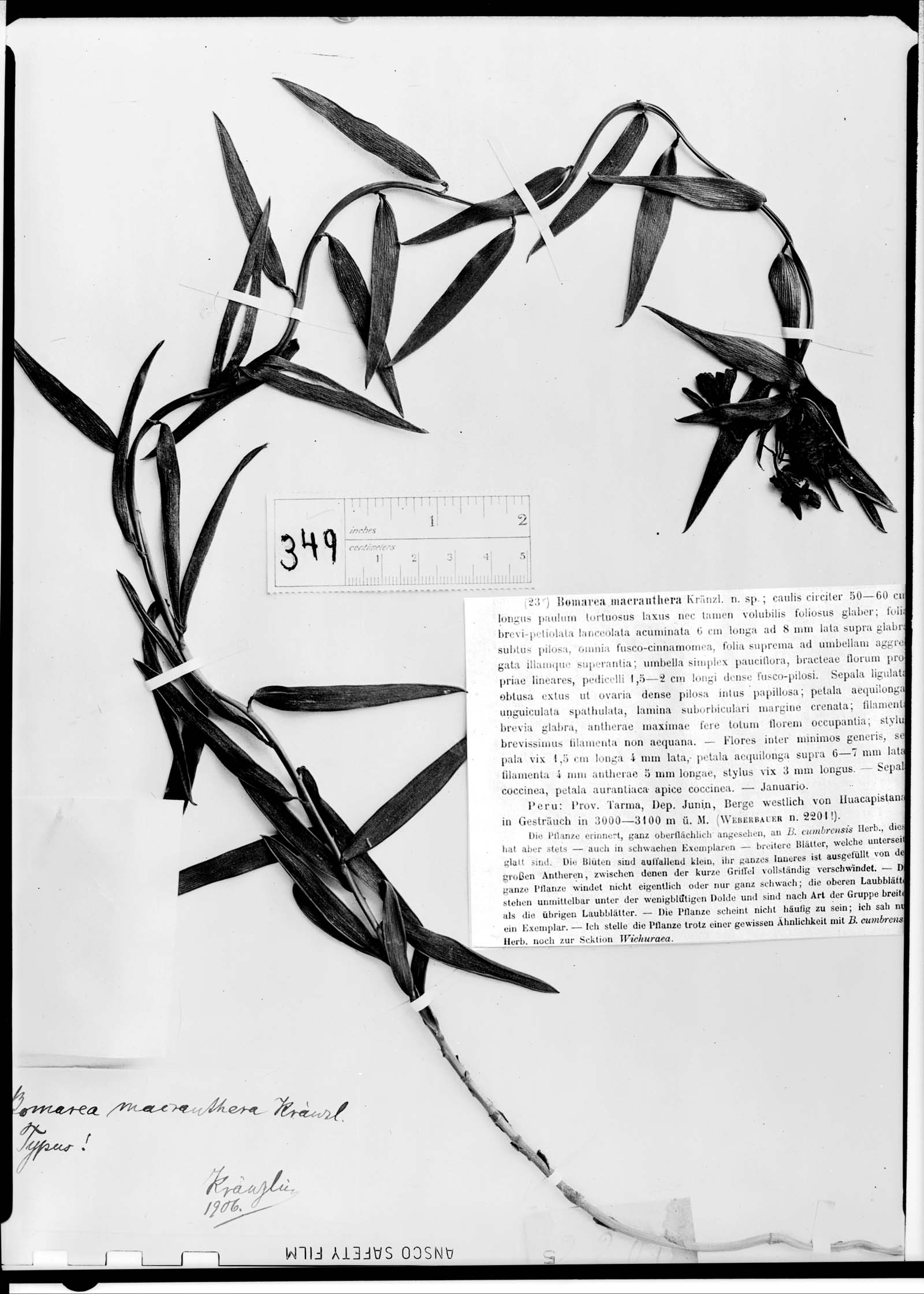 Bomarea macranthera image
