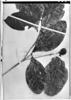 Alibertia verrucosa image