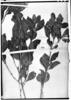 Alibertia longiflora image