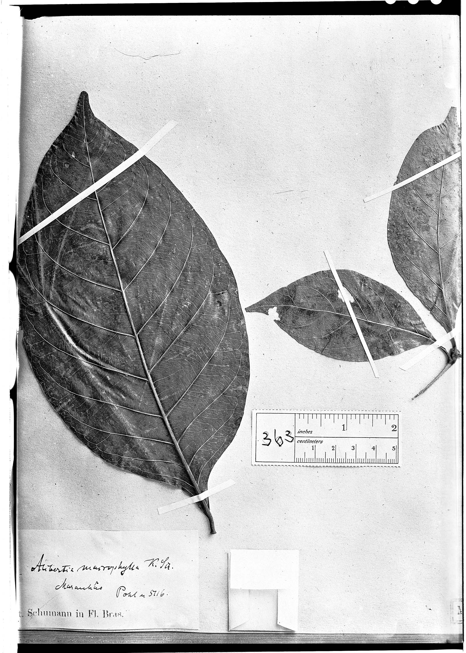 Alibertia macrophylla image