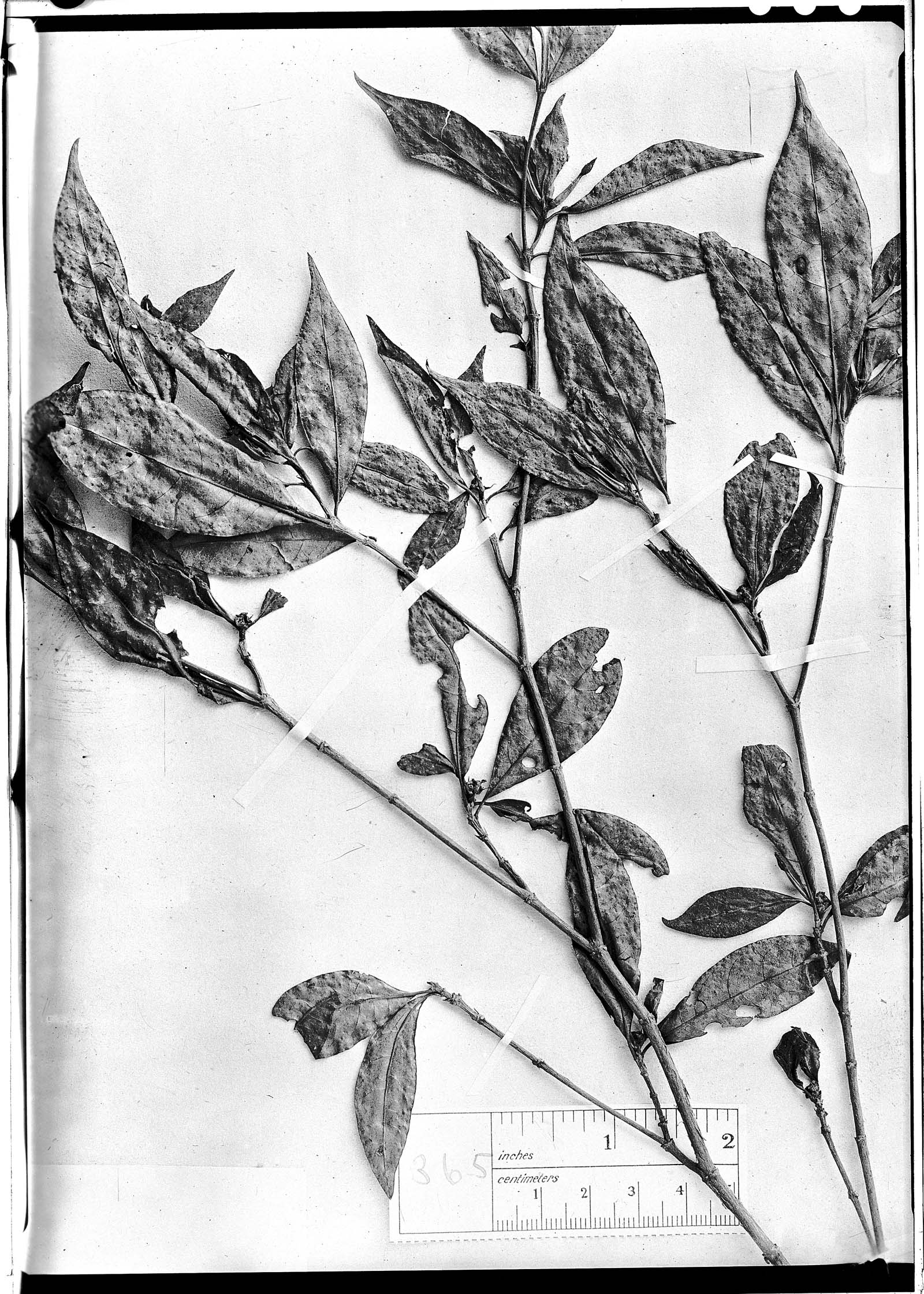 Alibertia triflora image