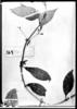 Hoffmannia verticillata image