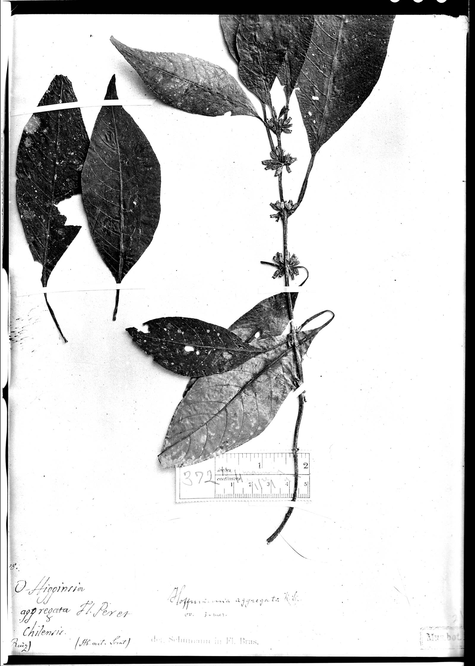 Hoffmannia aggregata image