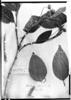 Guettarda viburnoides image