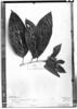 Chomelia malaneoides image