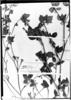Chomelia parviflora image