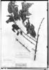 Chomelia vulpina image