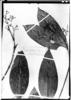 Ixora sparsifolia image