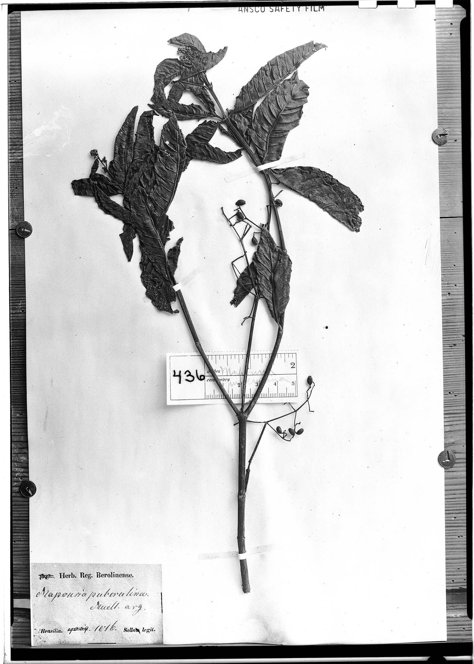 Psychotria puberulina image