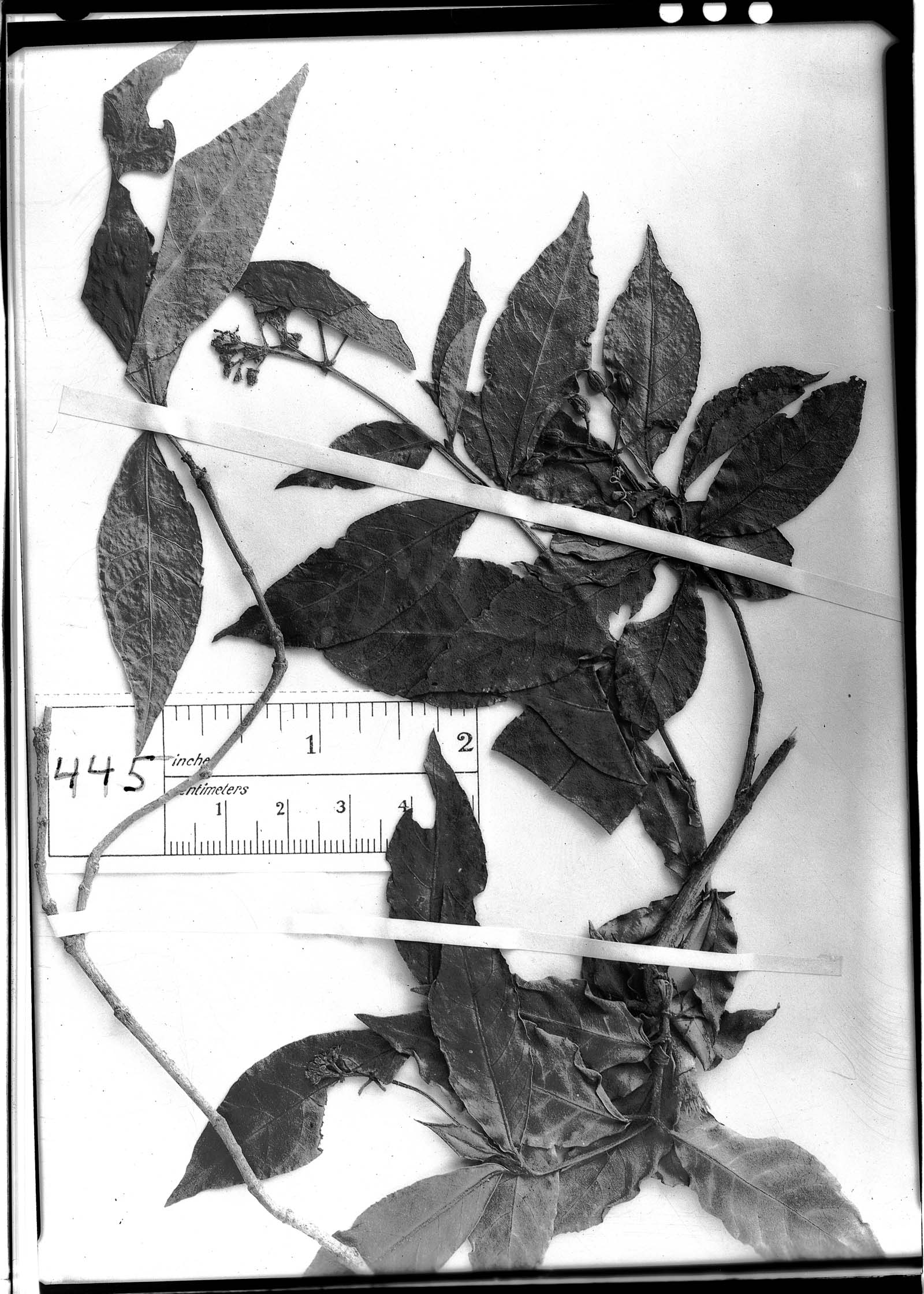 Psychotria glaucifolia image