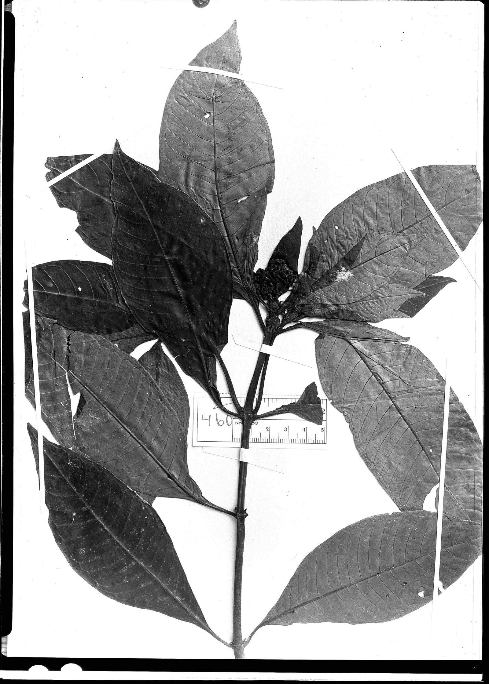 Psychotria striolata image