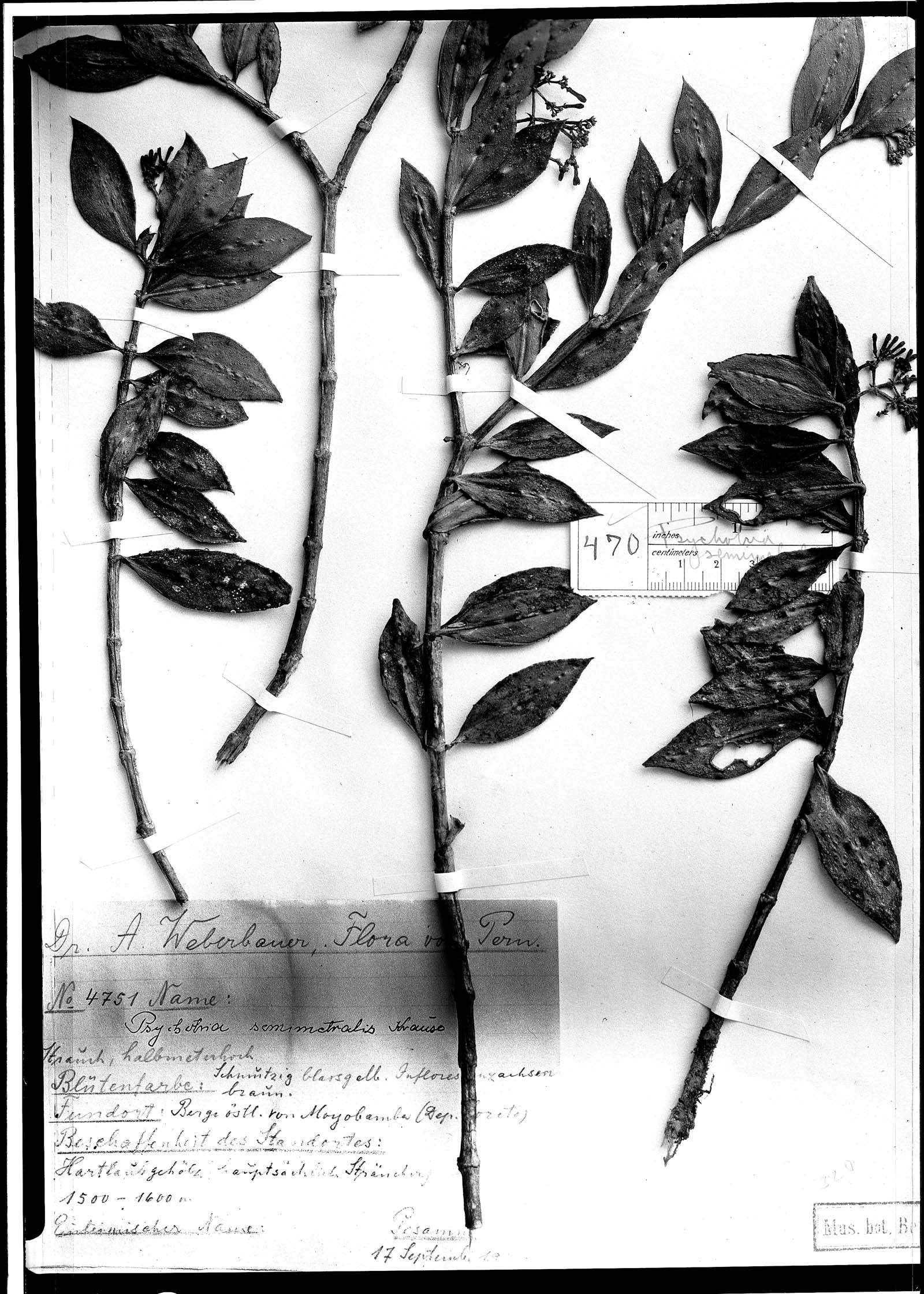 Psychotria semimetralis image