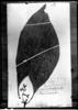 Psychotria macrophylla image