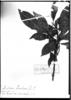 Psychotria foveolata image