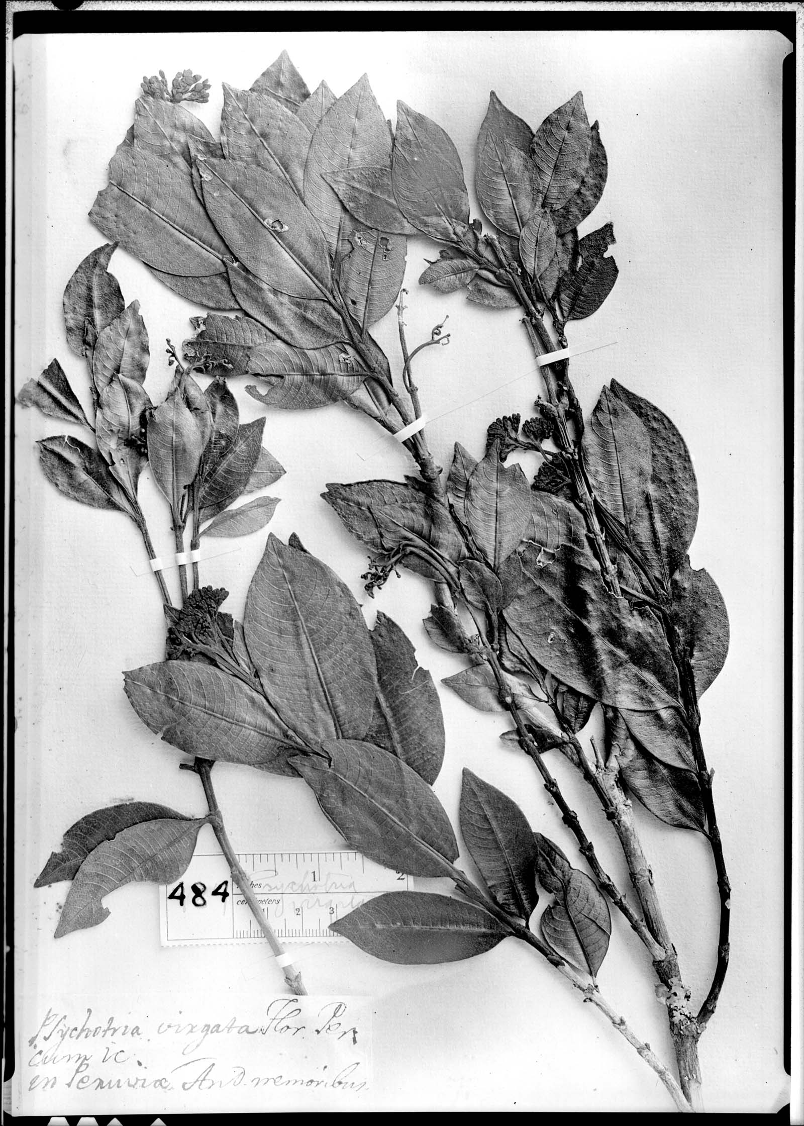 Psychotria virgata image