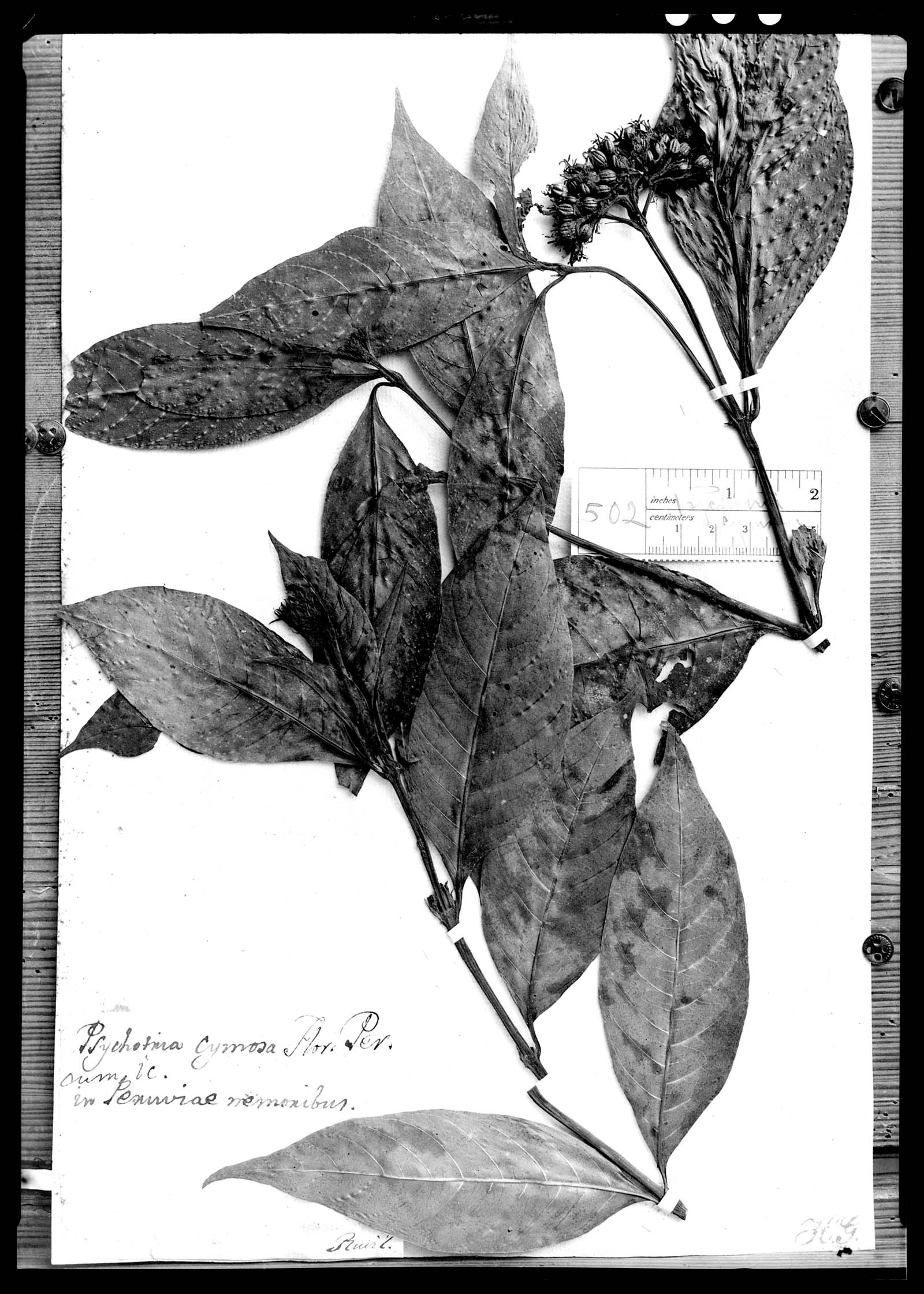 Psychotria cymosa image