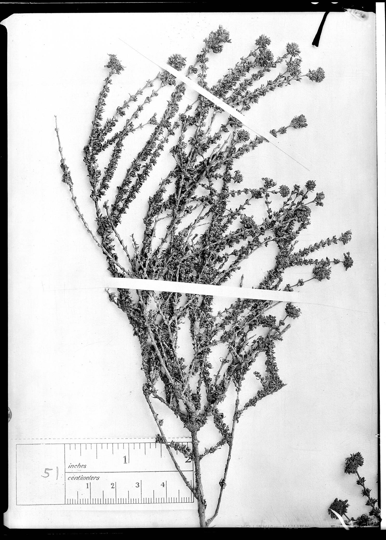 Arcytophyllum parvifolium image