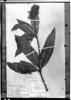 Palicourea tetraphylla image
