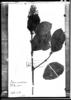 Psychotria amethystina image