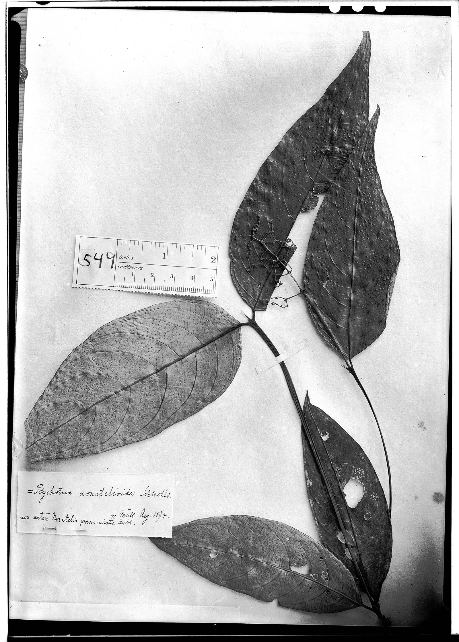 Palicourea paniculata image
