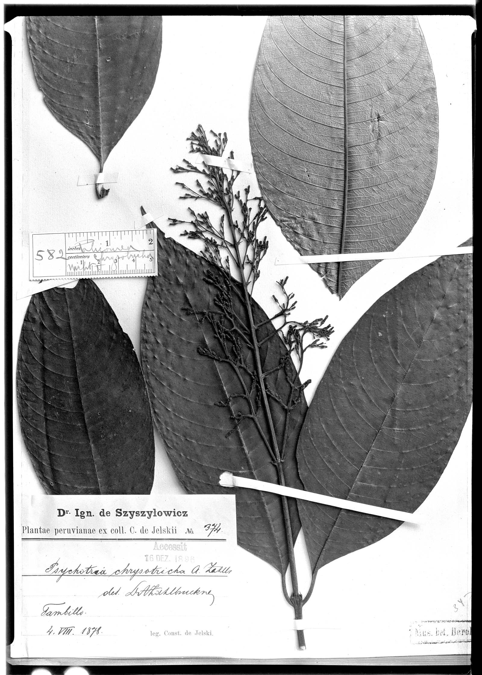 Palicourea chrysotricha image