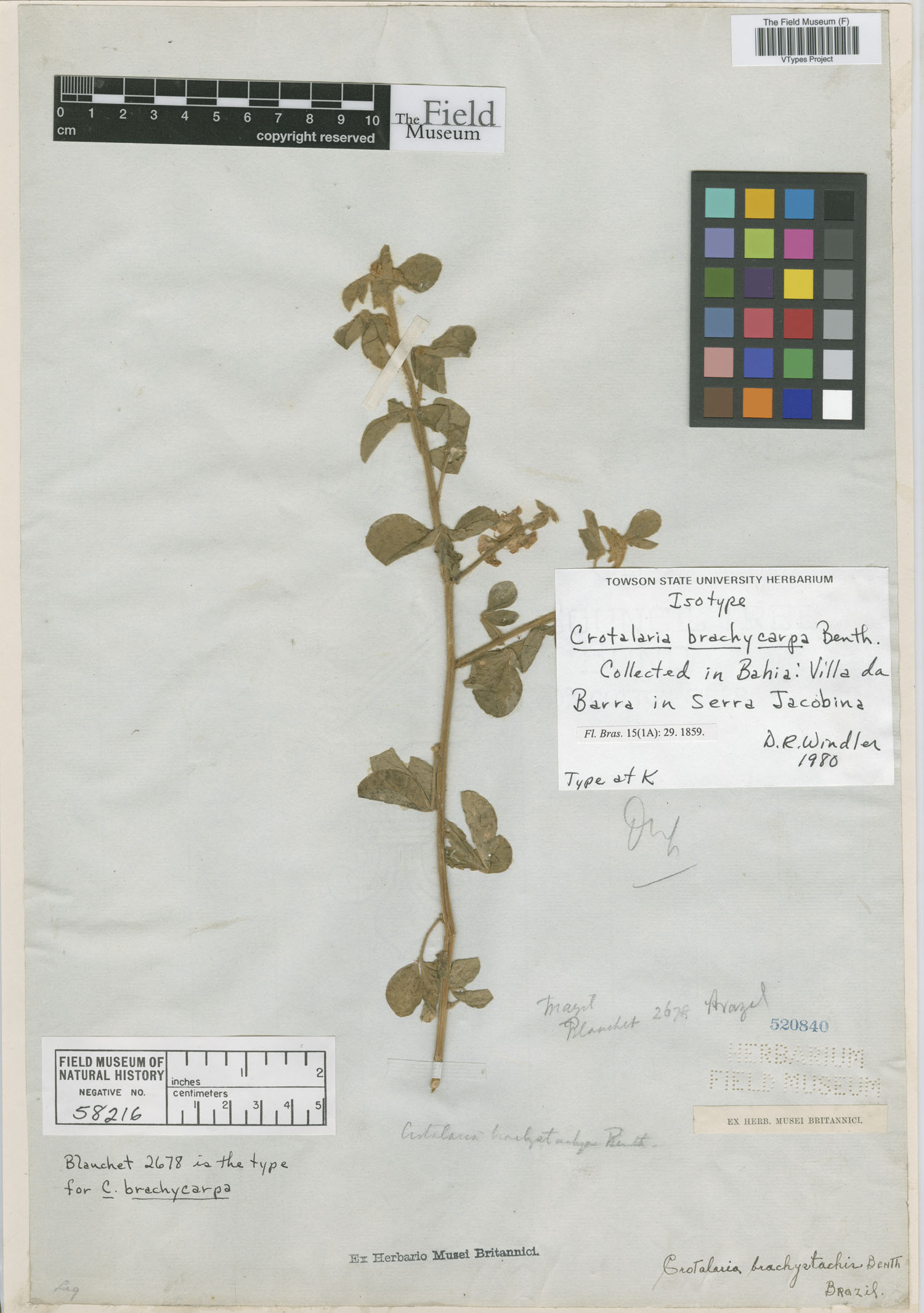 Crotalaria brachycarpa image