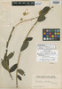 Crotalaria pohliana image