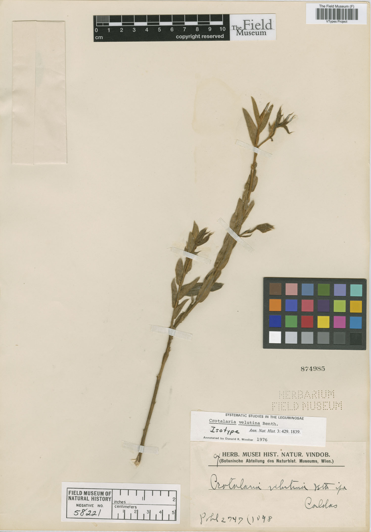 Crotalaria velutina image