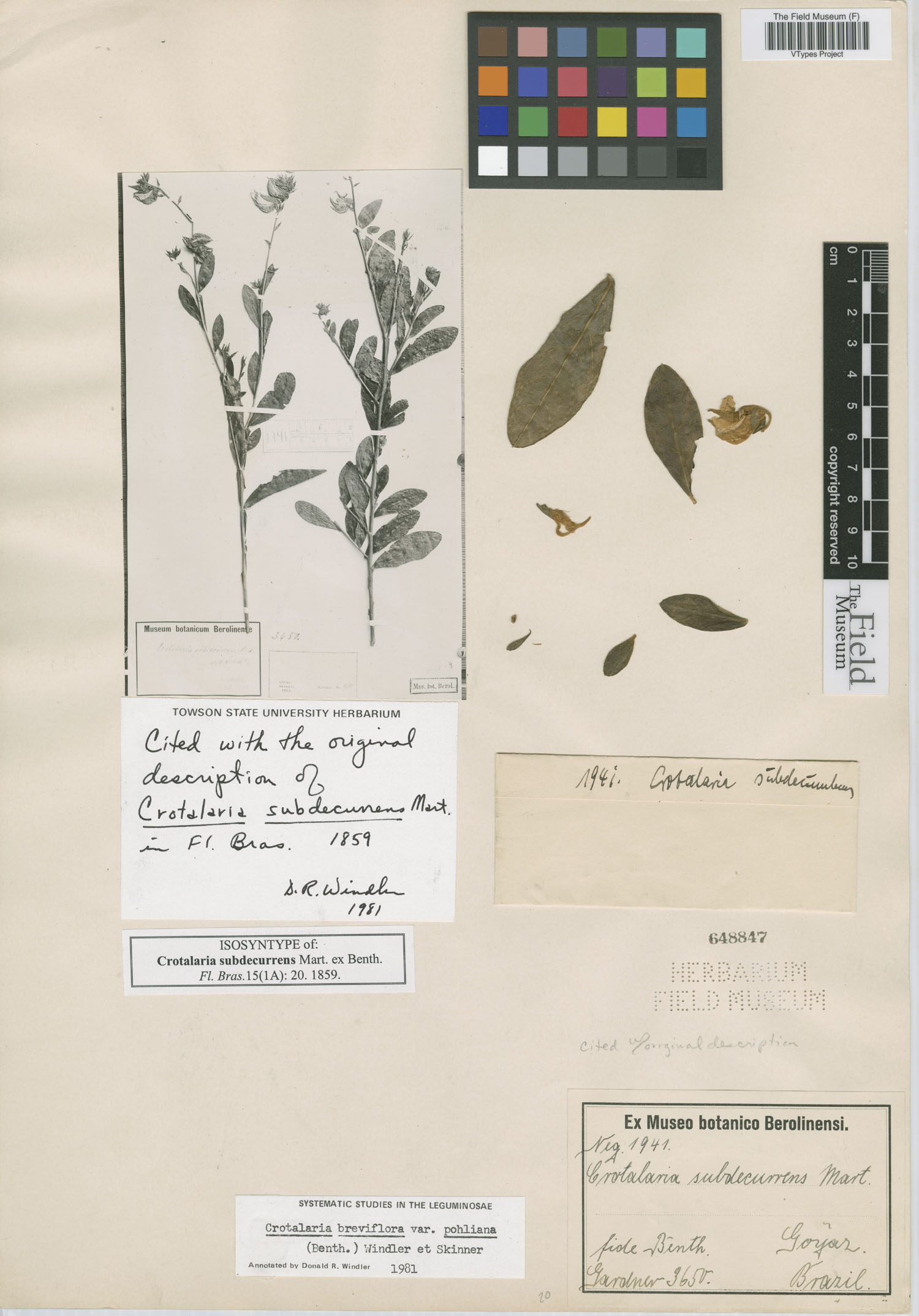Crotalaria breviflora var. pohliana image