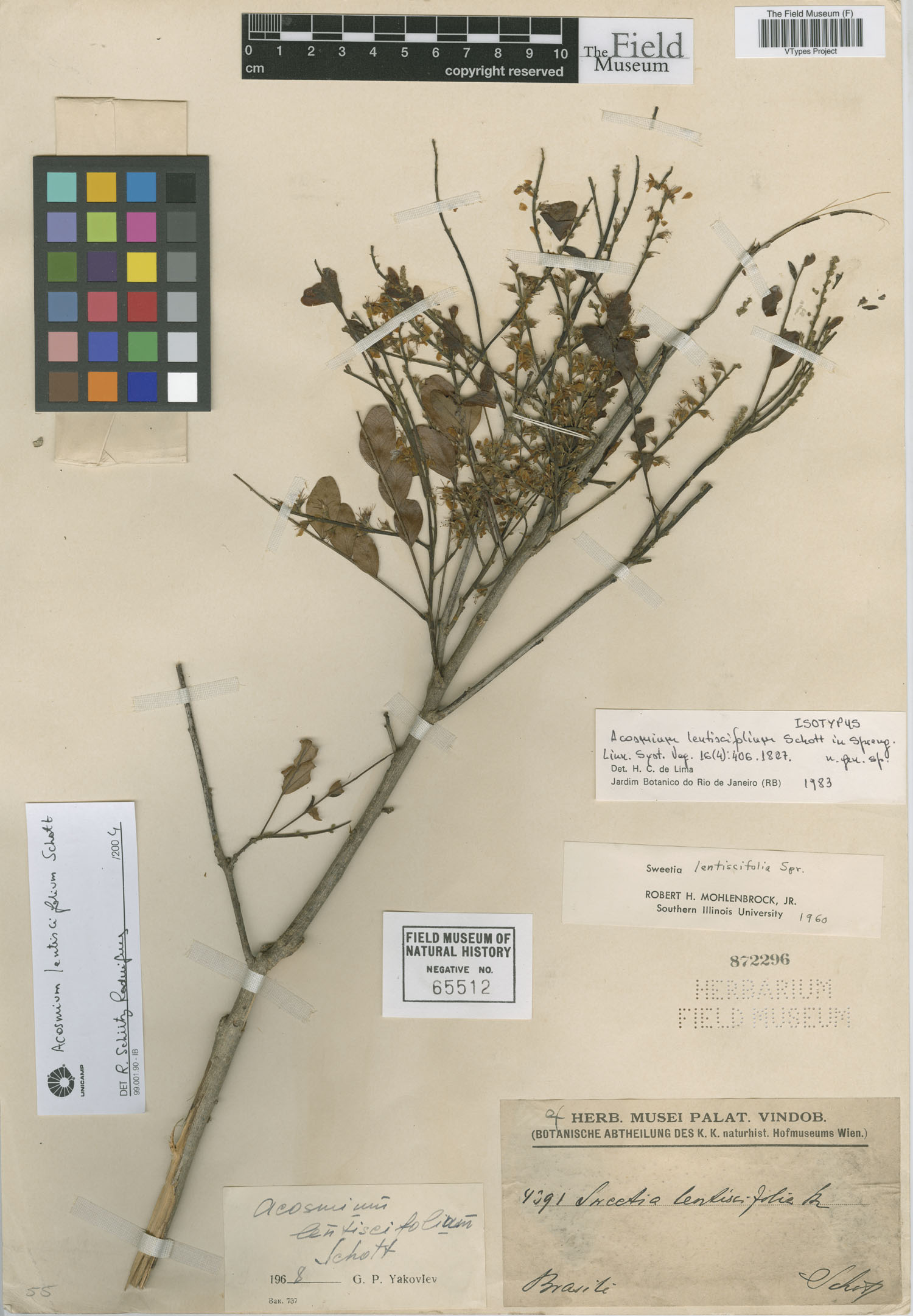 Acosmium lentiscifolium image