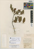 Acosmium dasycarpum subsp. glabratum image