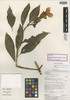 Symbolanthus alboarenicola image