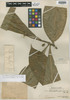 Schoenobiblus peruvianus image