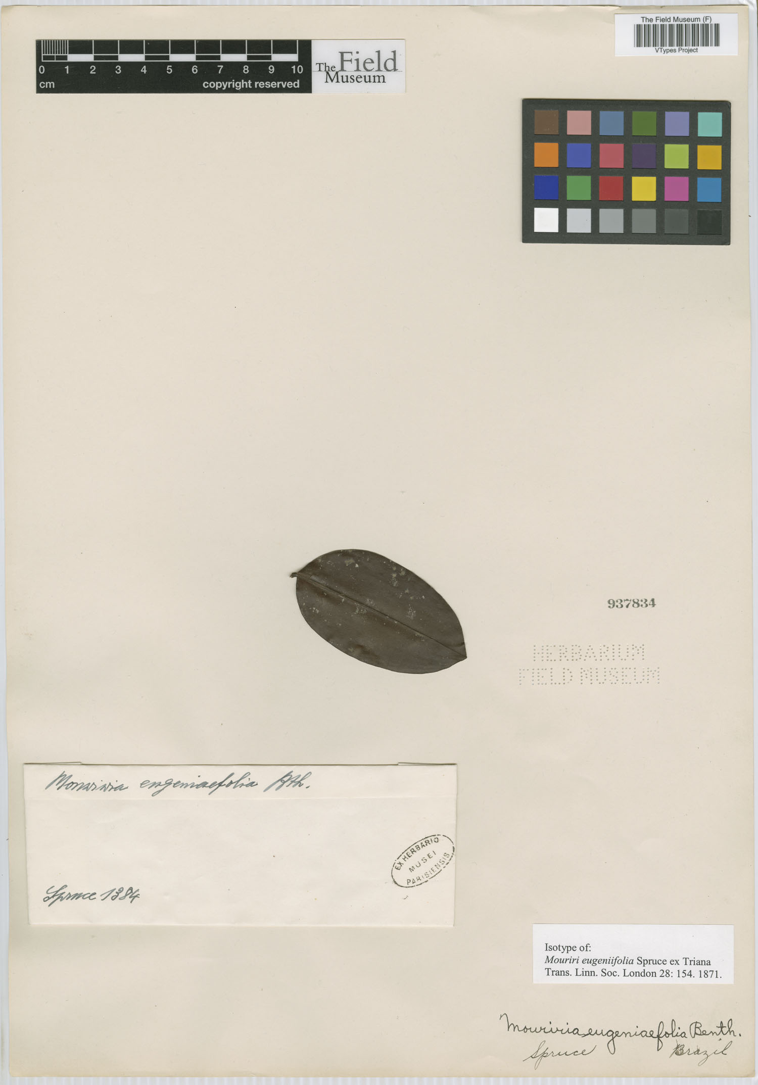 Mouriri eugeniifolia image