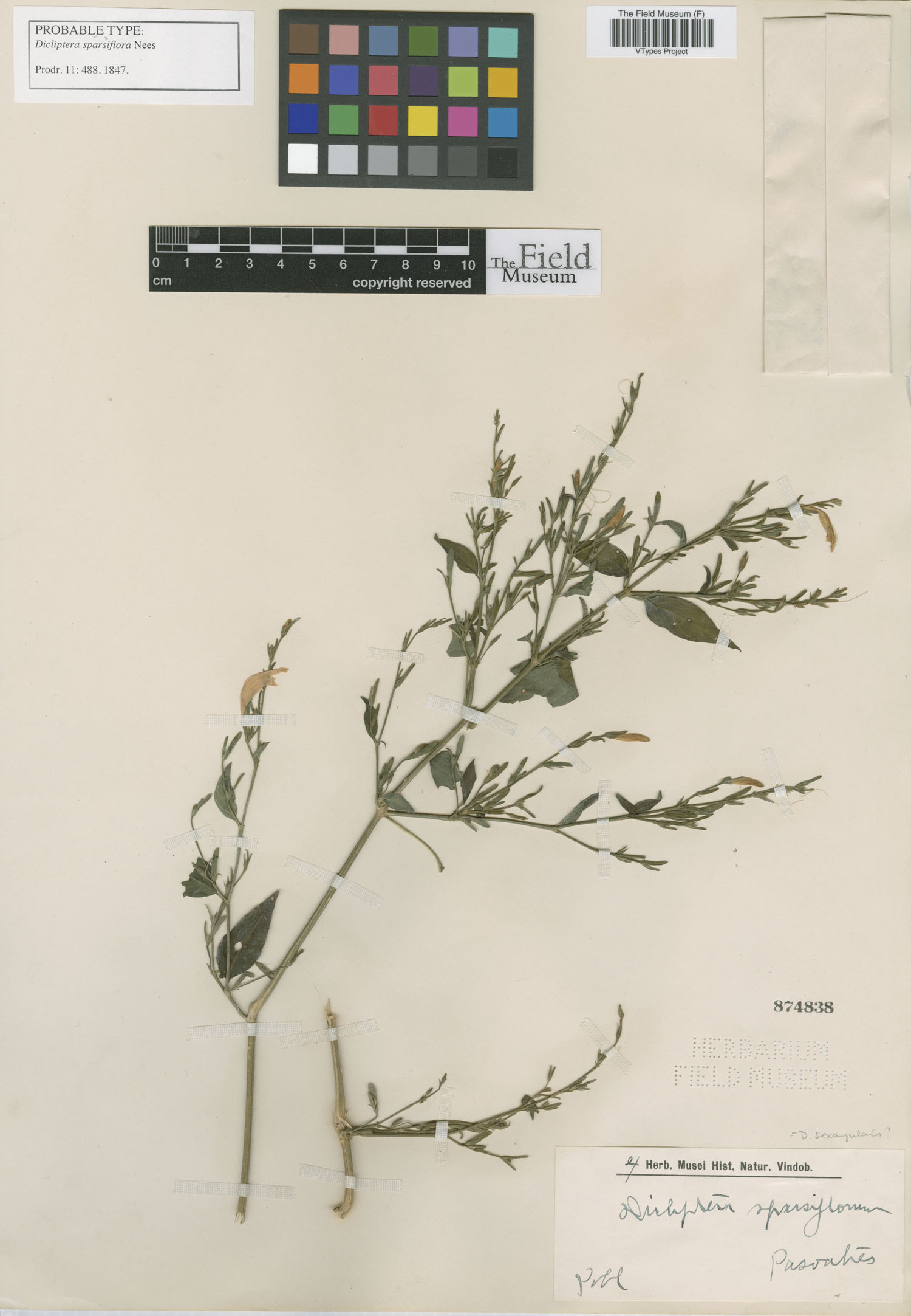 Dicliptera sparsiflora image