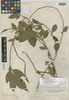 Gardenia longiflora image