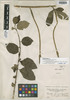 Gardenia longiflora image