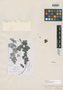 Ribes leptostachyum image