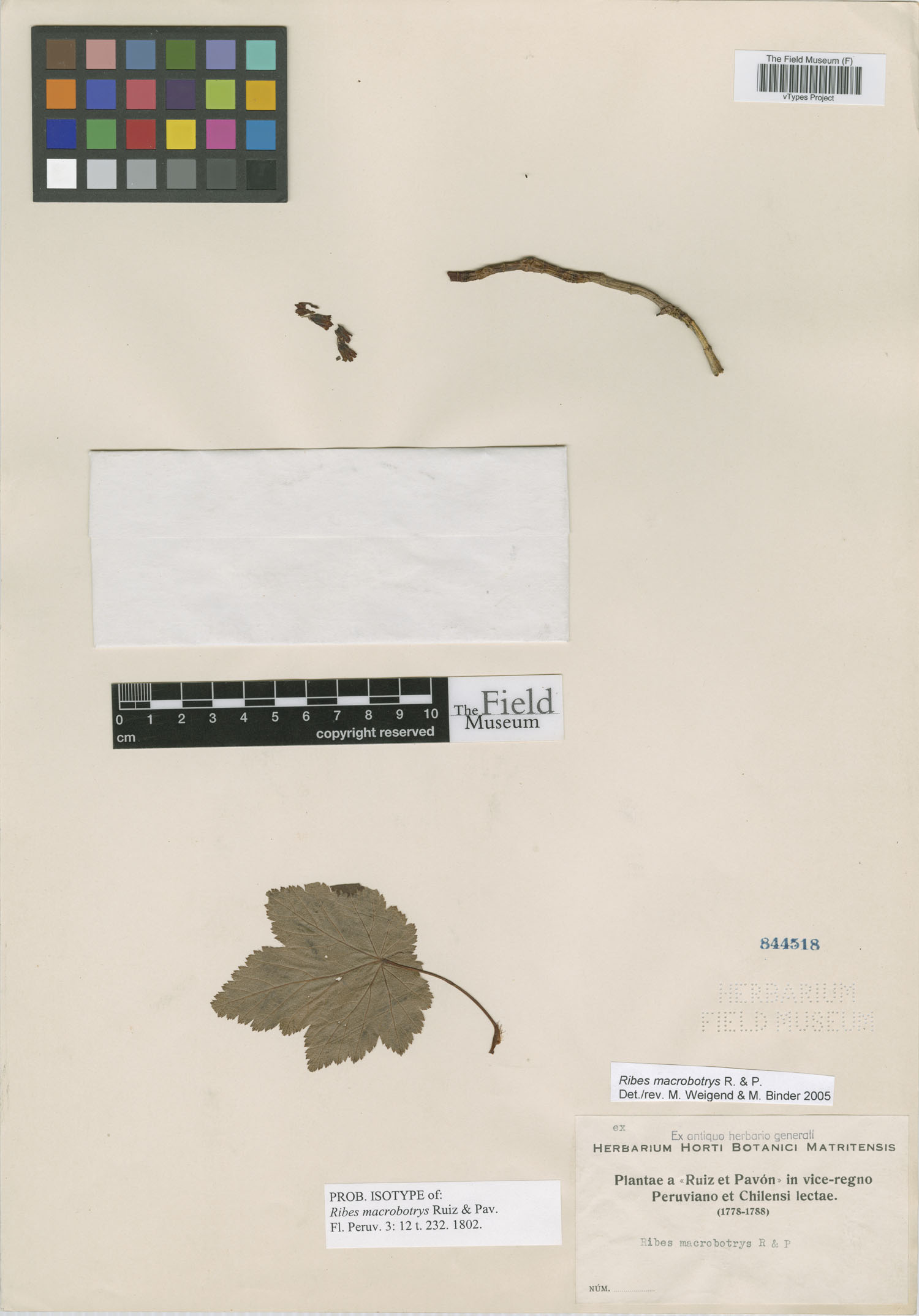 Ribes macrobotrys image