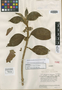 Glossoloma chrysanthum image