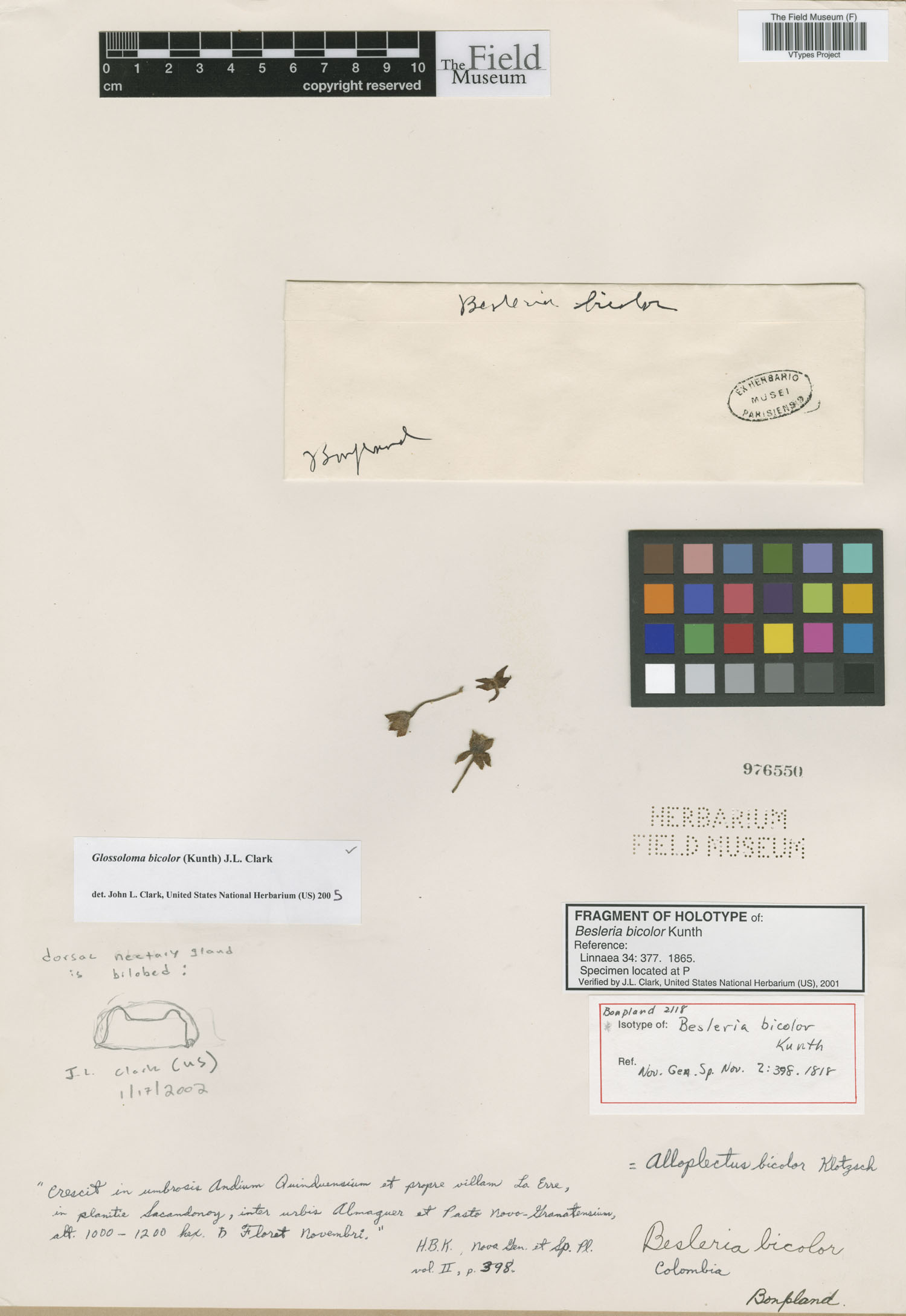 Nematanthus lanceolatus image