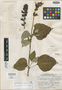 Salvia cyanicalyx image