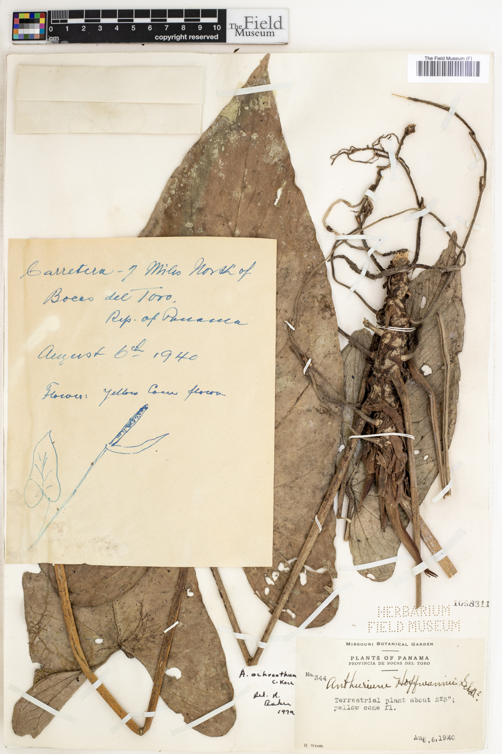 Anthurium ochranthum image