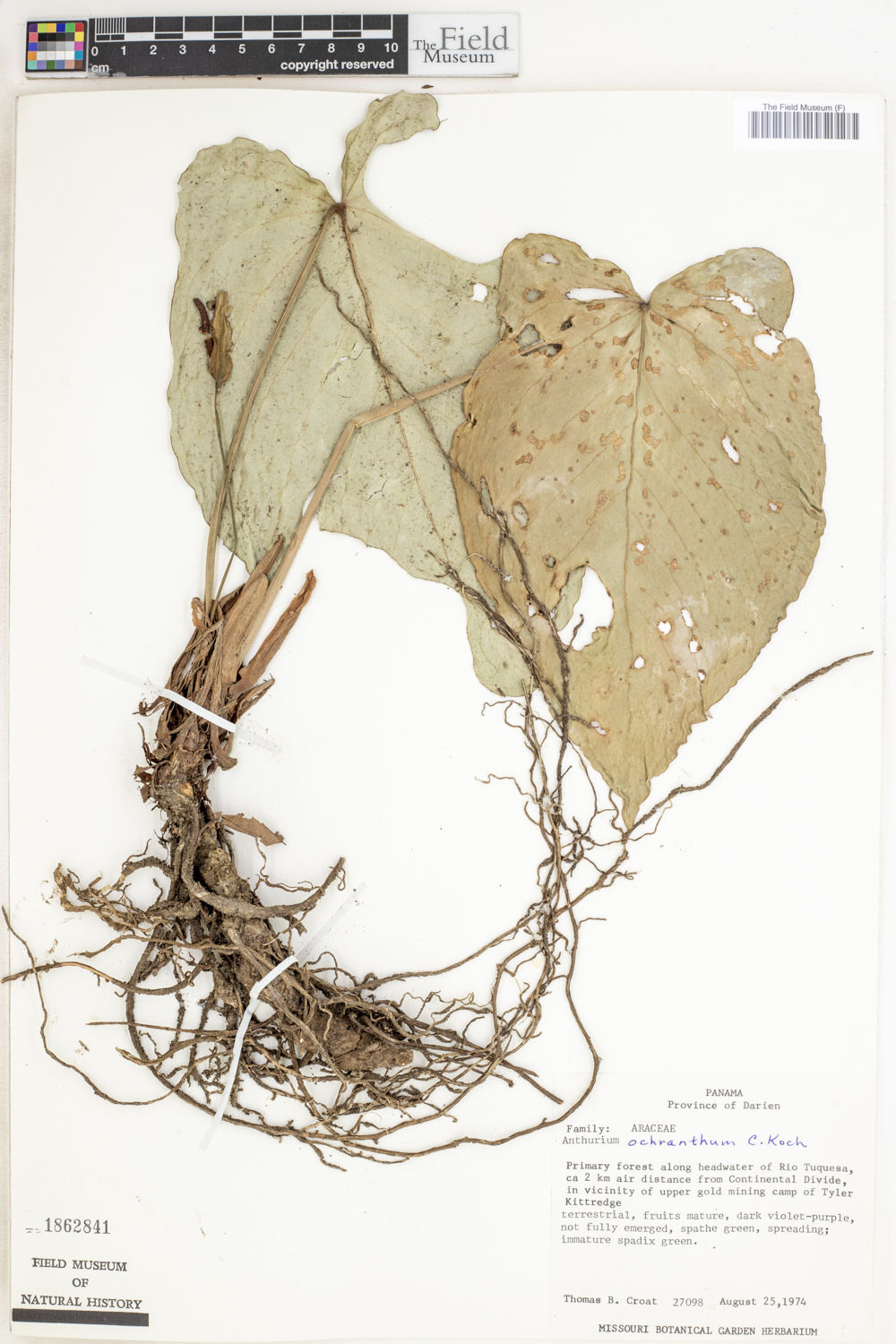 Anthurium ochranthum image
