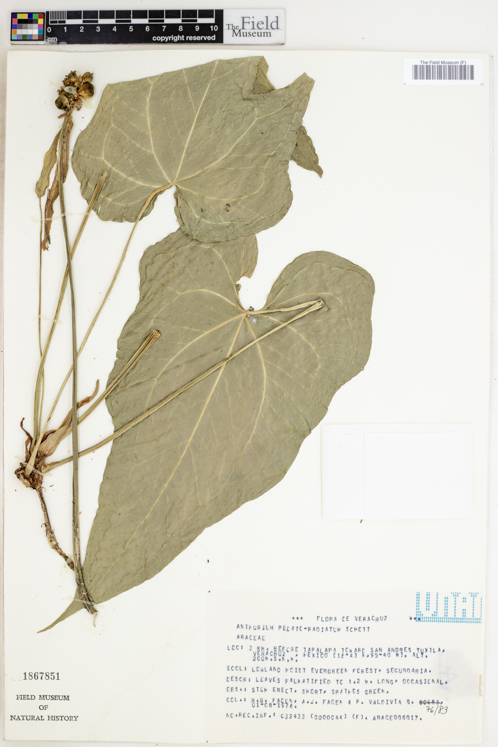 Anthurium pedatoradiatum image