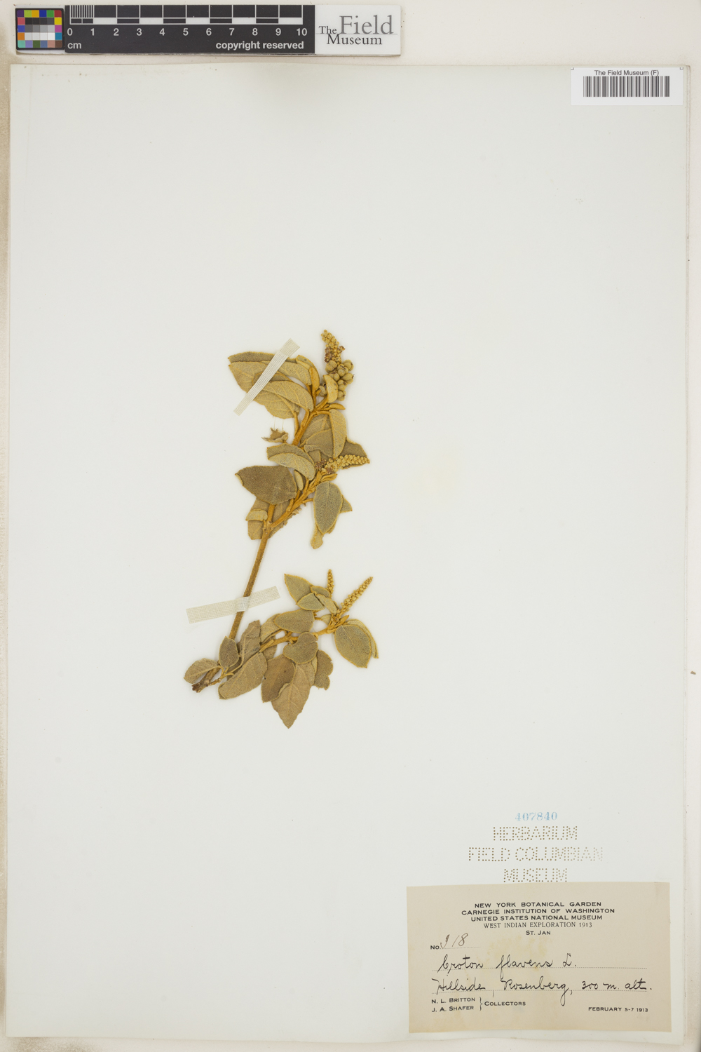 Croton flavens image