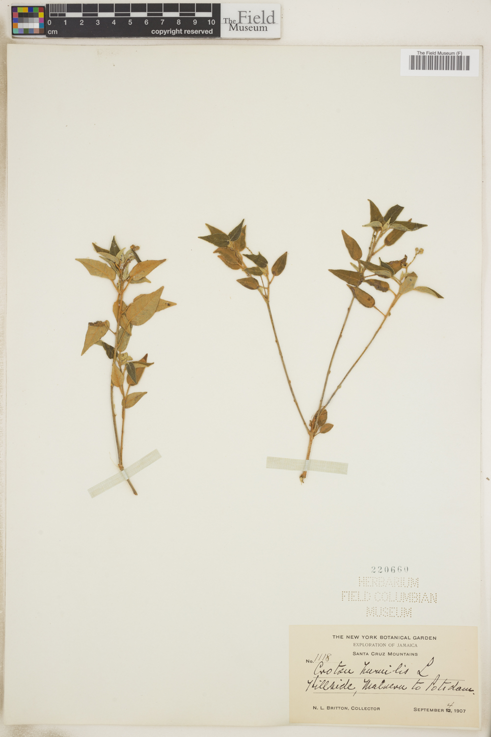 Croton humilis image