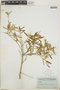 Croton linearis image