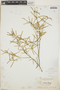 Croton linearis image