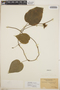 Dalechampia canescens image
